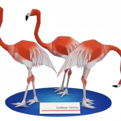 Красный фламинго / Caribbean Flamingo