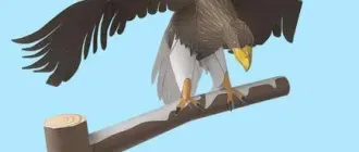 Бумажная модель Белоплечий орлан