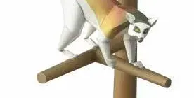 Бумажная модель Кошачий лемур