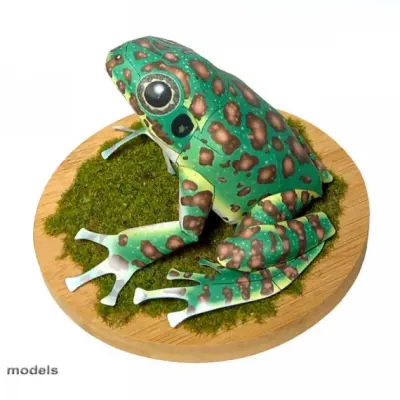 Rhacophorus arboreus — японская веслоногая или летающая лягушка, в рубрике